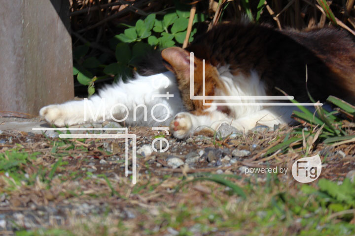 cats_photography2734
