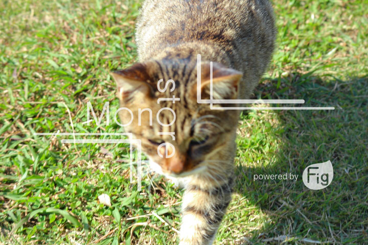 cats_photography2767
