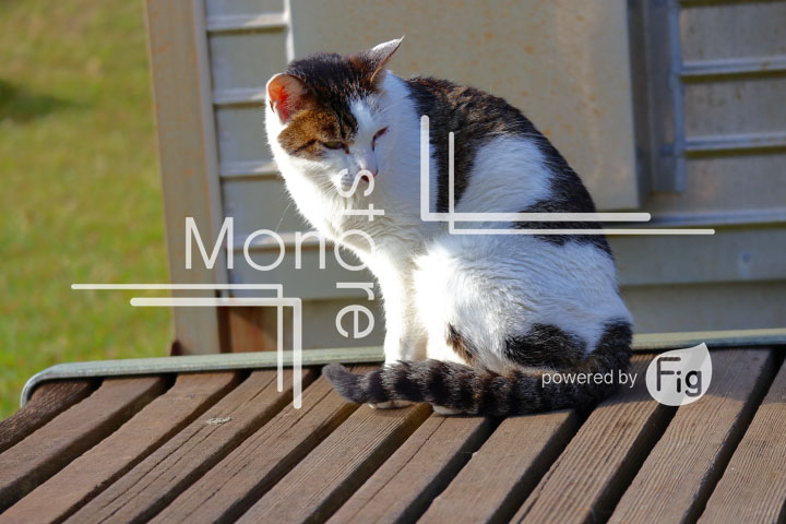 cats_photography2801