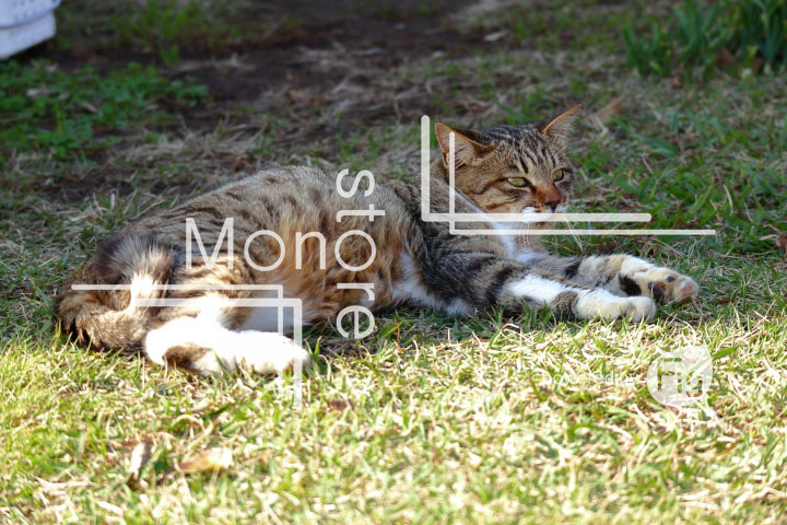 cats_photography2863