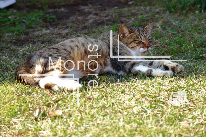 cats_photography2864