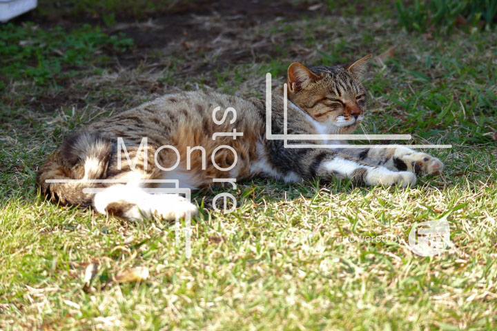 cats_photography2865