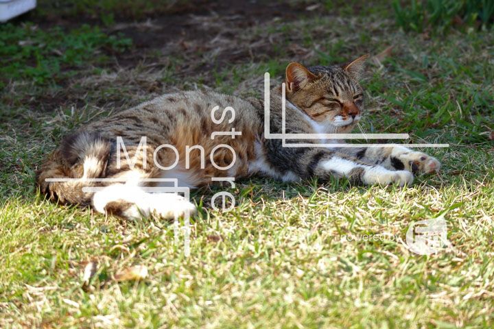 cats_photography2866