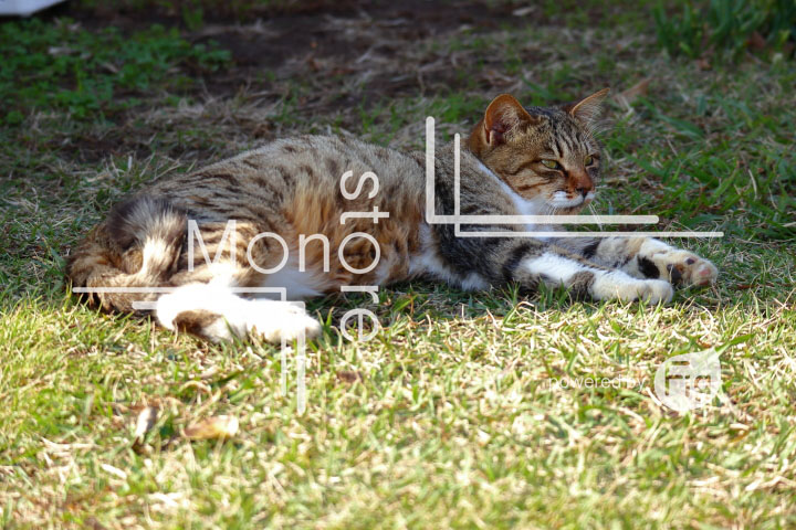 cats_photography2867