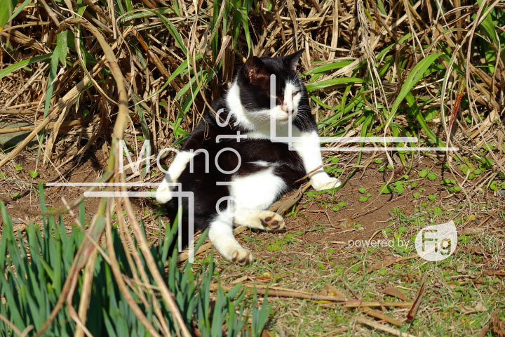 cats_photography2967