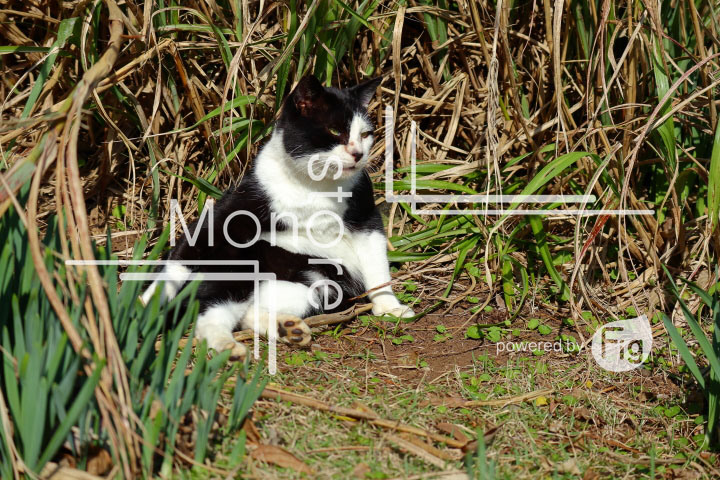 cats_photography2982
