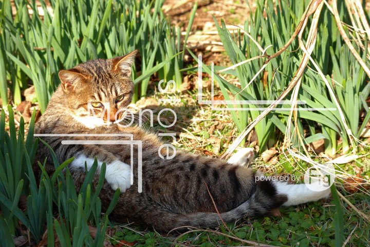 cats_photography2996