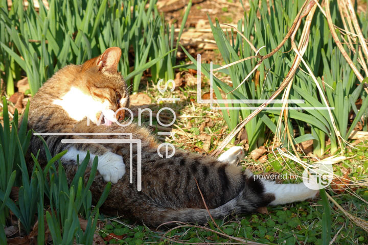cats_photography2999