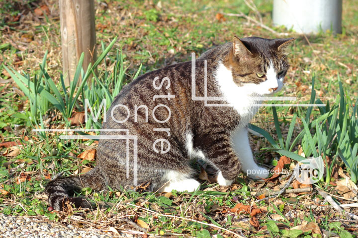 cats_photography3134