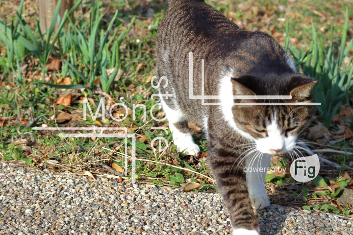 cats_photography3136