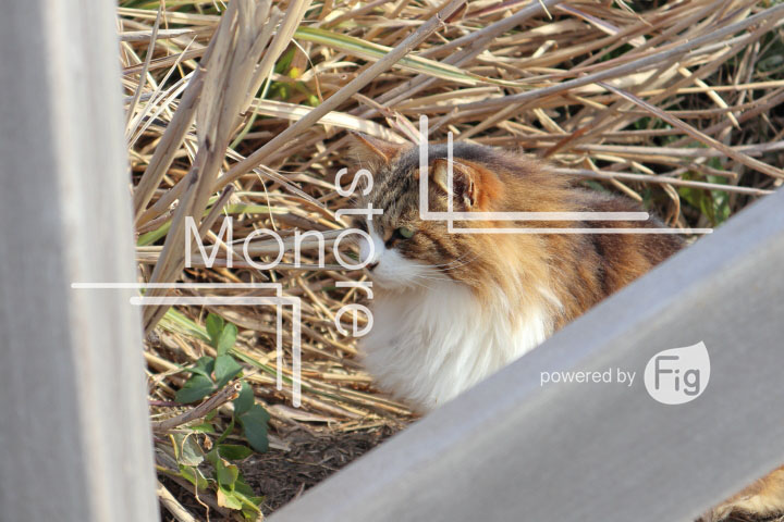 cats_photography4251