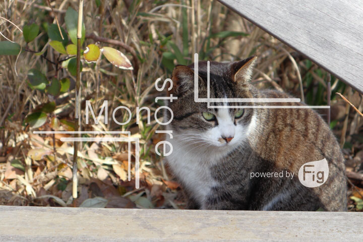 cats_photography4402