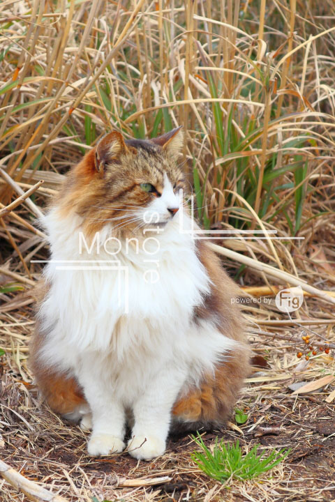 cats_photography4662