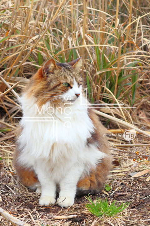 cats_photography4663