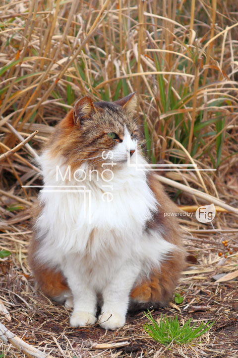 cats_photography4665