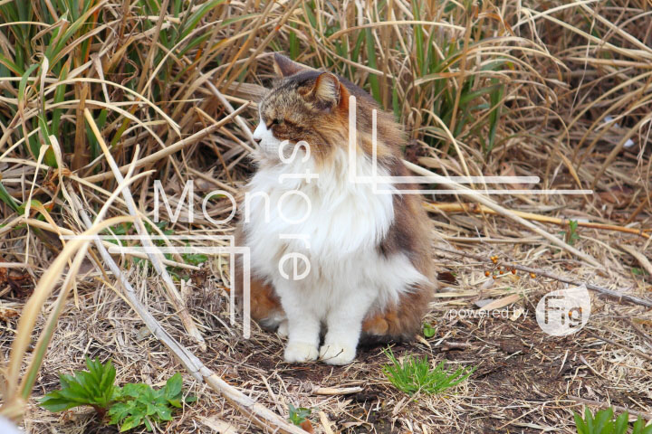 cats_photography4675
