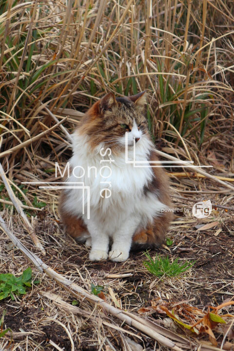 cats_photography4676