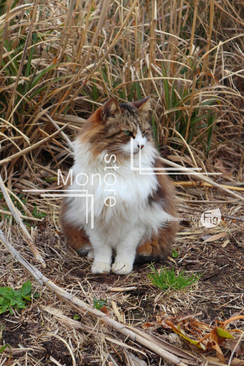 cats_photography4677