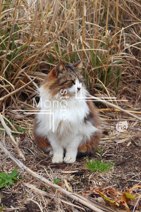 cats_photography4682
