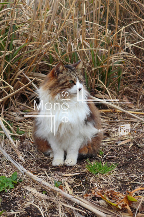 cats_photography4683
