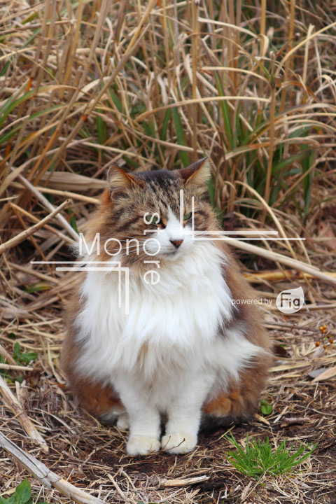 cats_photography4691