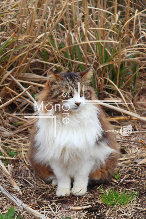 cats_photography4693