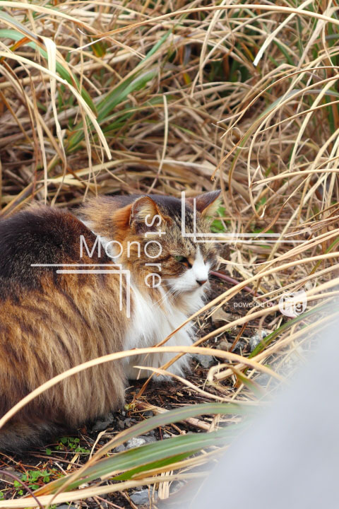cats_photography4709