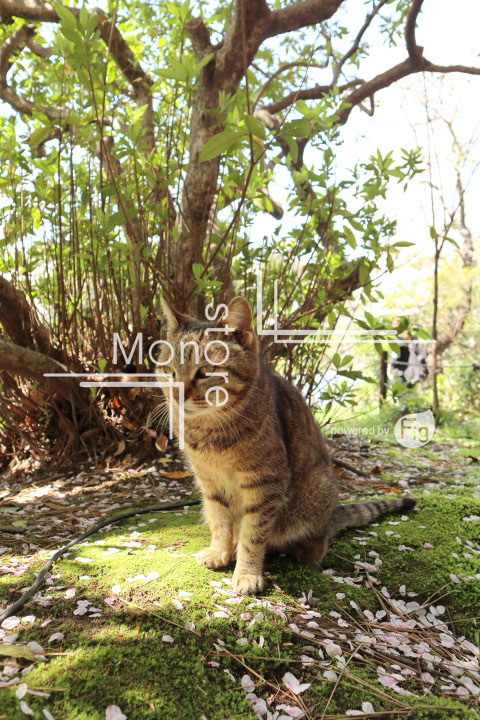 cats_photography5456