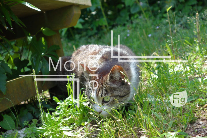 cats_photography5745