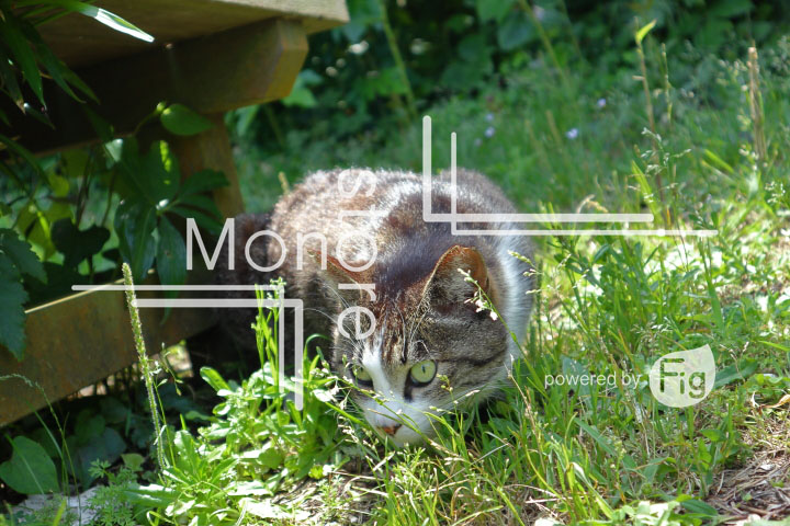 cats_photography5746