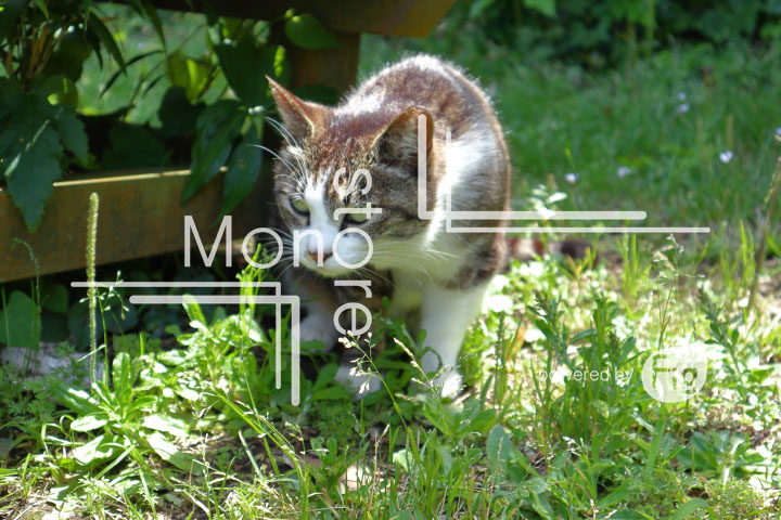 cats_photography5768