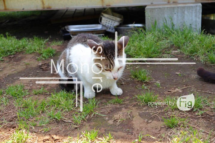 cats_photography5783