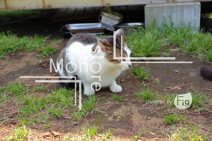 cats_photography5788