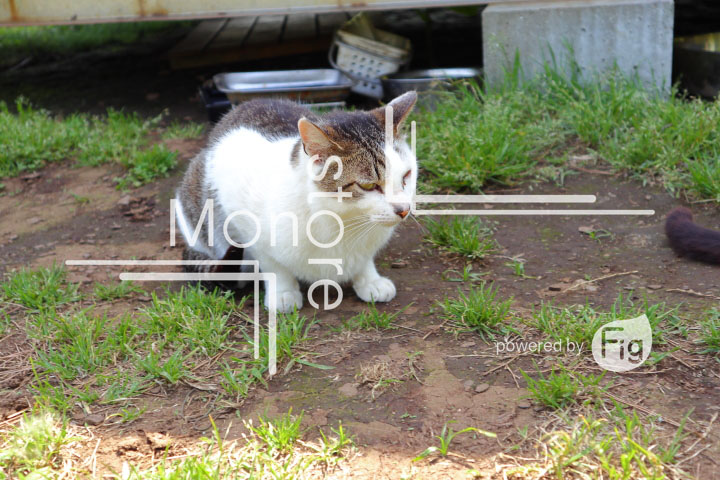 cats_photography5792