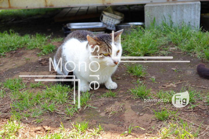 cats_photography5793