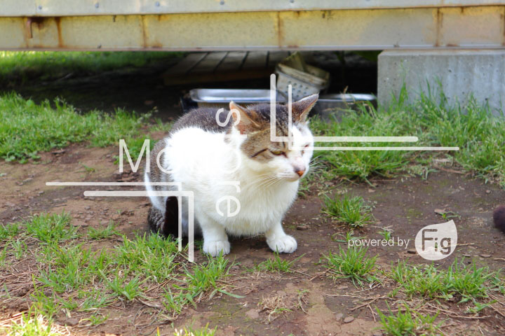 cats_photography5800
