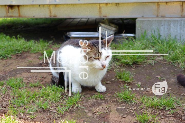 cats_photography5802