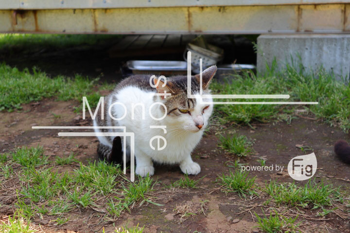 cats_photography5803