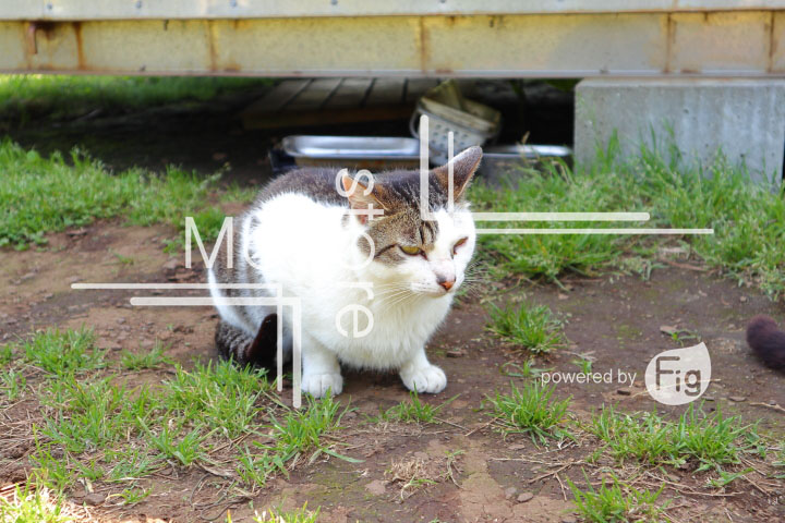 cats_photography5804