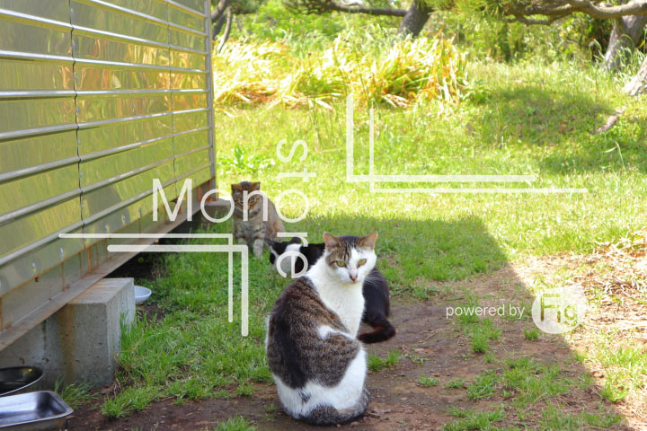 cats_photography5841