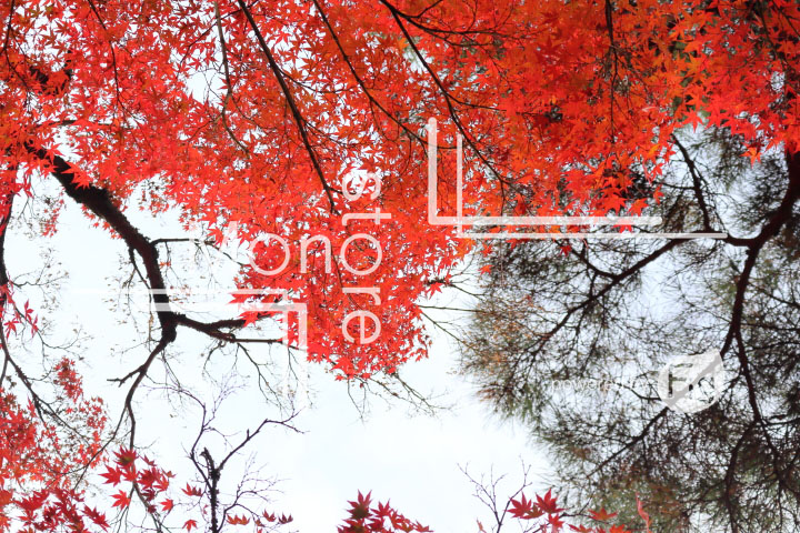 紅葉の写真 Autumn leaves Photography 3242