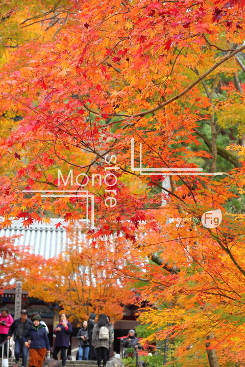 紅葉の写真 Autumn leaves Photography 3275