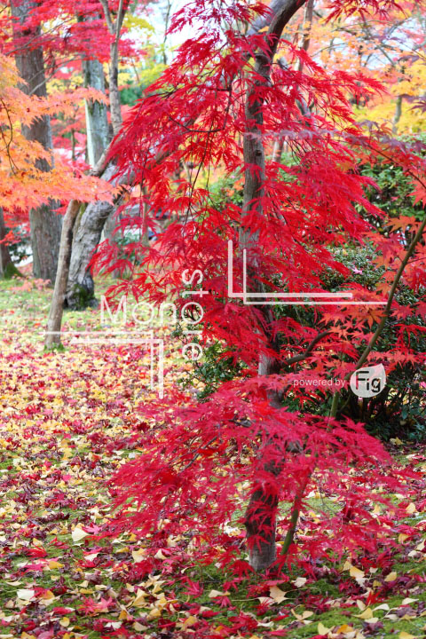 紅葉の写真 Autumn leaves Photography 3324