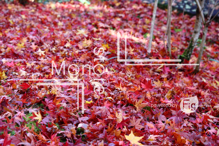 紅葉の写真 Autumn leaves Photography 3594