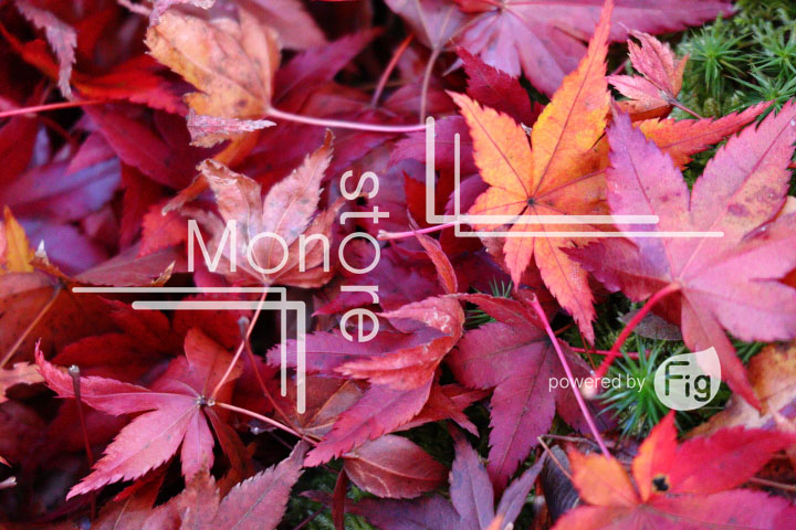 紅葉の写真 Autumn leaves Photography 3595
