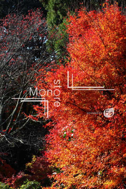 紅葉の写真 Autumn leaves Photography 3617