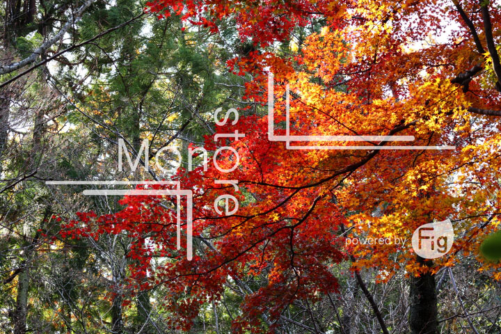 紅葉の写真 Autumn leaves Photography 3620