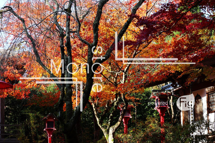 紅葉の写真 Autumn leaves Photography 3624