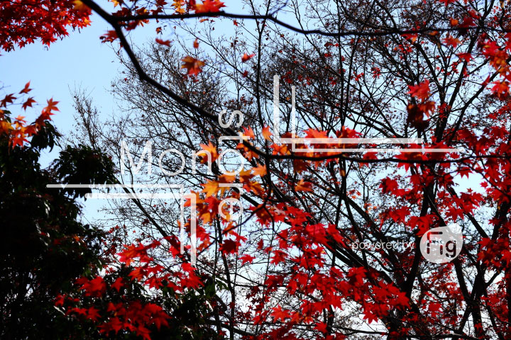 紅葉の写真 Autumn leaves Photography 3626