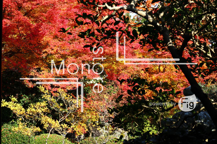 紅葉の写真 Autumn leaves Photography 3632